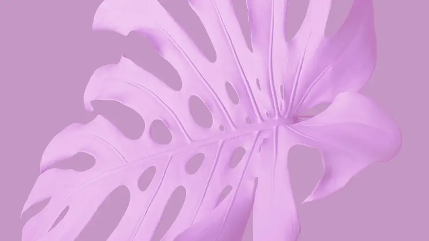 bio seaweed natural plastic